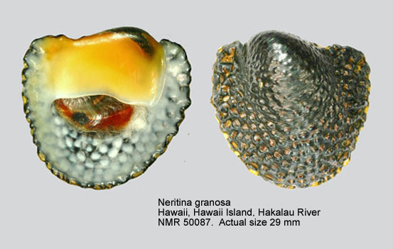 Neritina granosa (4).jpg - Neritina granosa (G.B.Sowerby,1825)